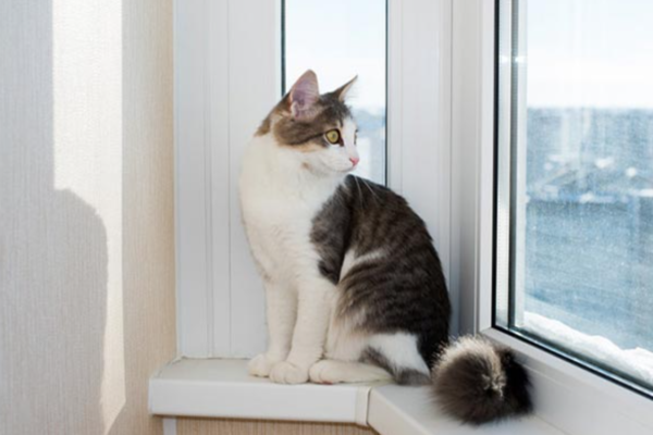 Gatto della compagna prende fuoco, lui lo lancia dalla finestra: avvocato a processo