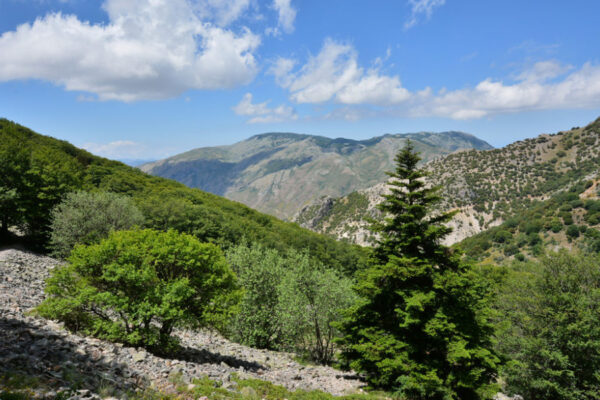 Morì colpita da un albero nelle Madonie: chiesti 2,5 milioni alla Regione siciliana