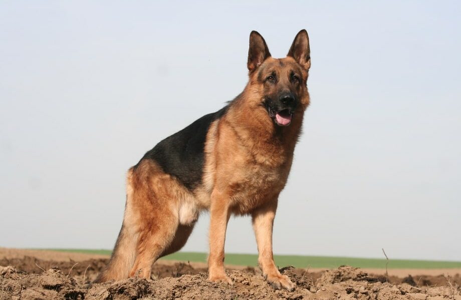cane pastore tedesco