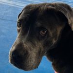 Bagheria, una storia di dolore, speranza e rinascita: il salvataggio della cagnolina Anastasia