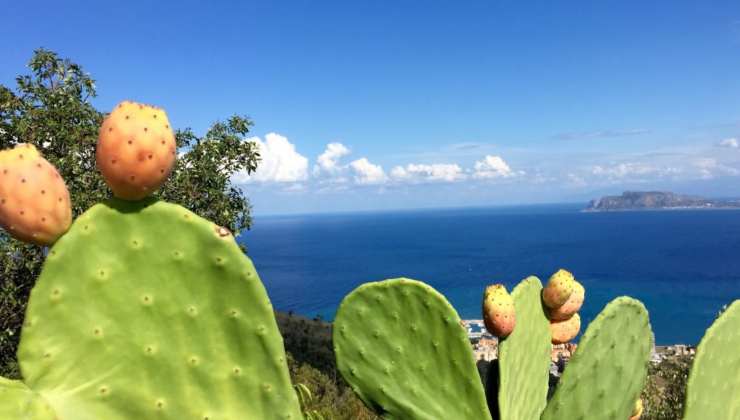 Fichi d'India in Sicilia (foto melarossa.it) - teleone.it