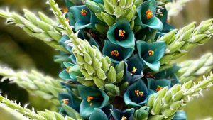 Il fiore più raro in Sicilia - Teleone.it
