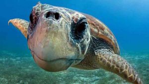 Le tartarughe caretta caretta (foto greenplanner) - teleone.it