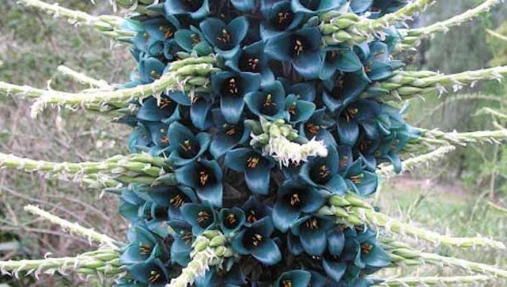 Puya Berteroniana Mez (foto balarm) - teleone.it