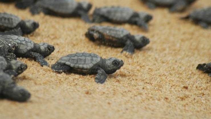 caretta-caretta (foto keeptheplanet) - teleone.it