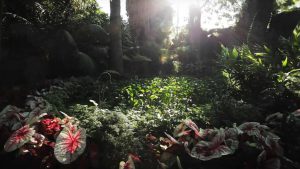 il giardino (screenshot youtube lestanzeinfiore) - teleone.it