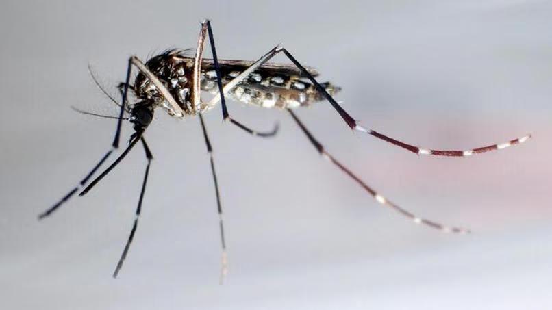 zanzara west nile