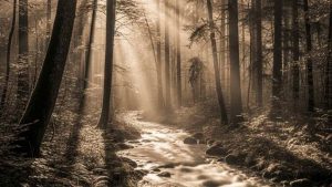 paesaggio boschi sicilia - foto teleone.it