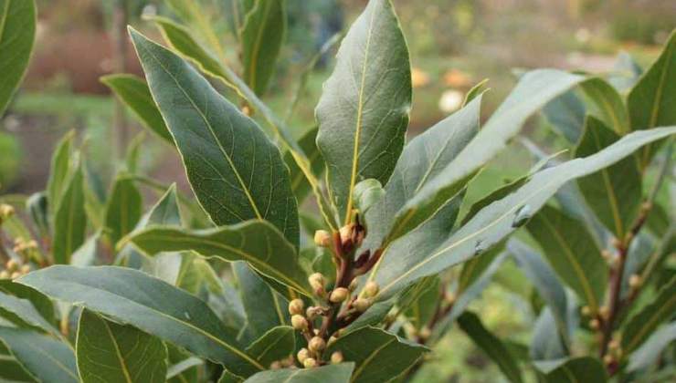 foglie alloro (foto wikipedia) - teleone.it